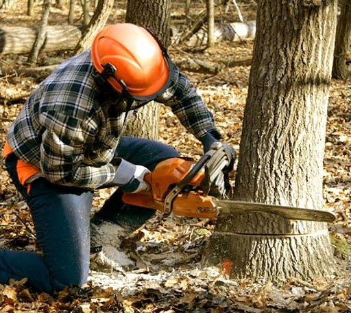 Tree Removal in Berclair, TX